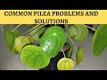 Pilea Peperomioides TOP 5 Problems And Fixes