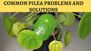 Pilea Peperomioides TOP 5 Problems and Fixes