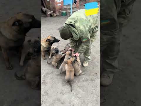 Поповнення у побратимів 🇺🇦🪖бойовими собаками Малінуа 🦮