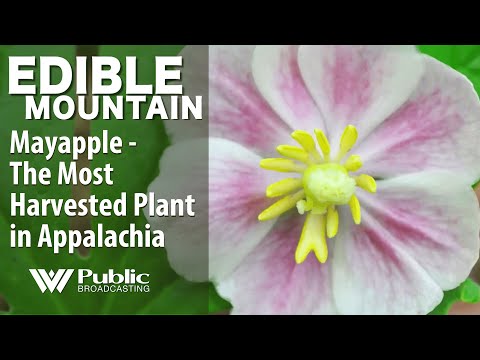 EDIBLE MOUNTAIN - Mayapple, the most harvested plant in Appalachia