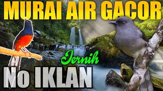 Download lagu MASTERAN MURAI AIR GACOR (GEMERCIK AIR) TEMBAKAN RAPAT JERNIH mp3