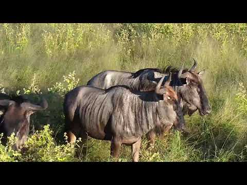Djuma: Wildebeests walk across dam wall then to the pan - 16:29 - 04/01/21