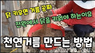닭을 키우면 비싼 거름을 안사고 농사를 지어요~ #천연거름만들기 #천연거름만드는방법 #닭키우는방법 #닭키우는…