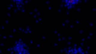 neutrophil swarming on adjacent swarms