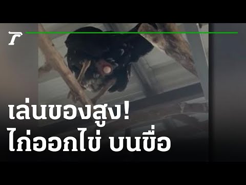 คลิกเพื่อดูคลิปวิดีโอ