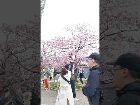 山桜、緋桜 植物