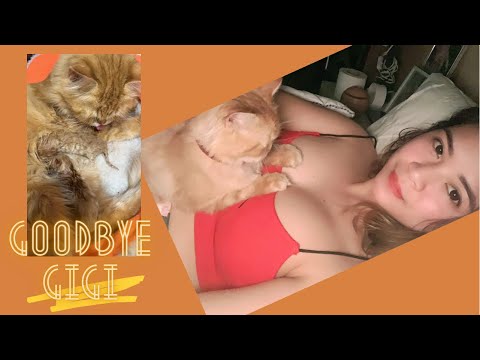 Mother Cat died after giving birth | Fading kittens