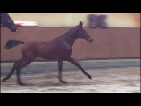 Stallion foal Kannan x El Tana ( Ustinov )