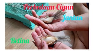 Download lagu Perbedaan Cigun Jantan dan Betina Akurat mp3