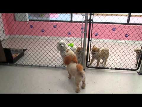 Waris (May 30, 2014)