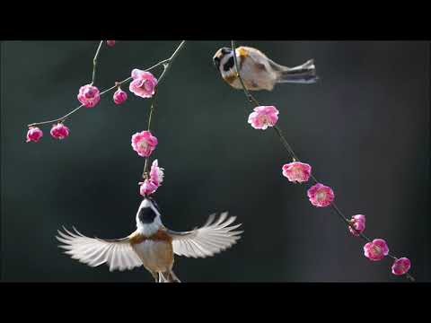 Călin Ioachimescu (*1949): "A due" for flute and marimba (2017-2018)