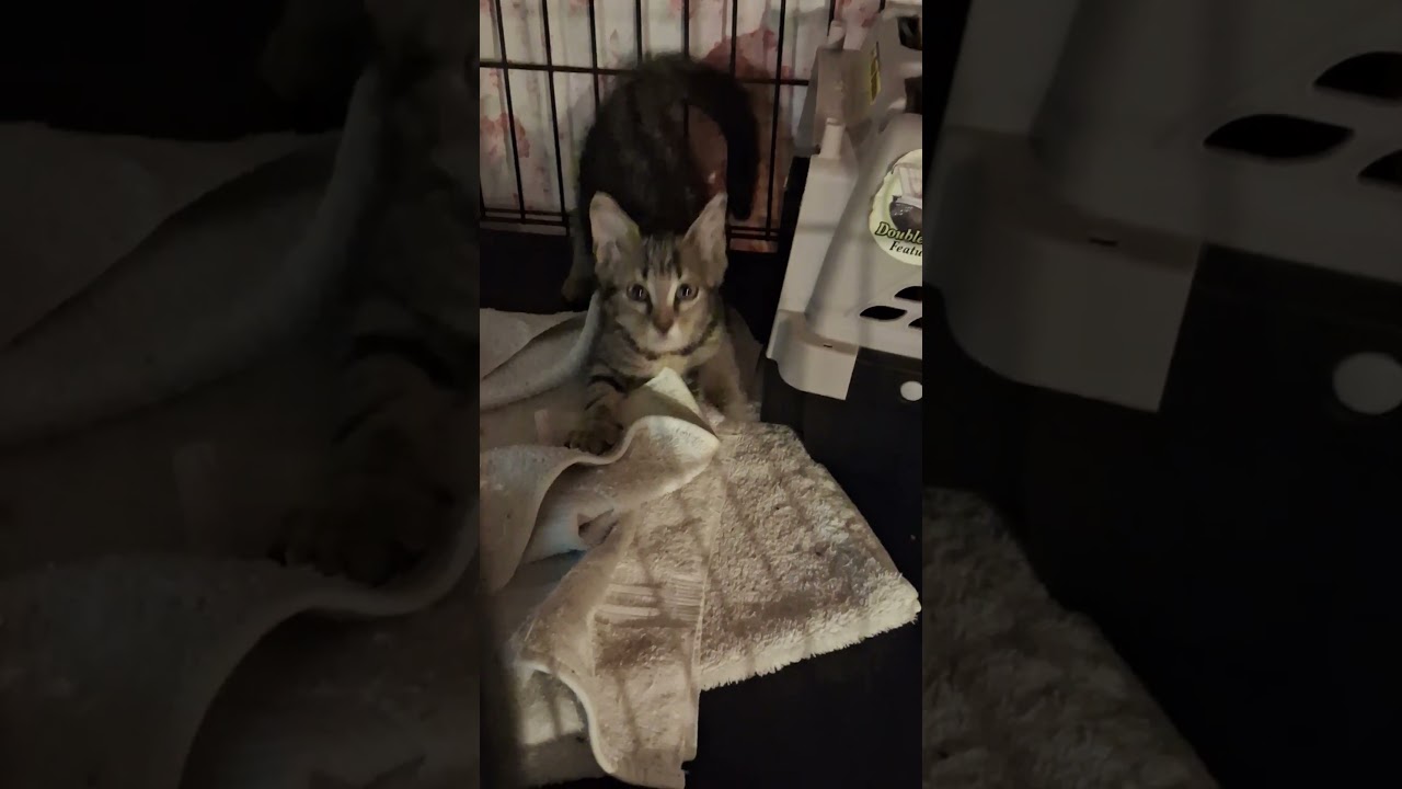 Cybill, a ADOPTABLE Domestic Short Hair in Garrett Park, MD video 6/6