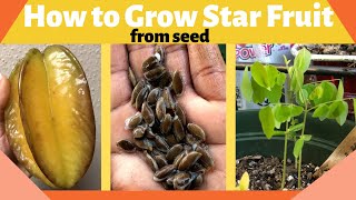 How to Grow Star Fruit (Carambola) from Seed