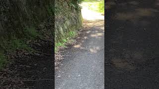 飛ぶ練習中？の鳥がいた🐦    #shorts #自然 #nature #鳥 #野鳥