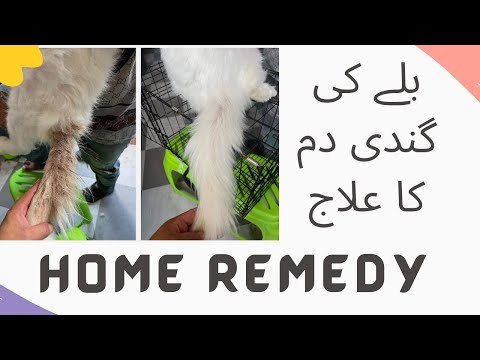 What is stud tail & how to clean at home || Stud tail cat treatment || Animalia Dot Pk