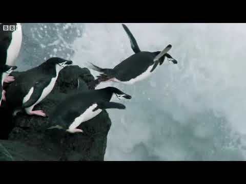 Planet Earth: celebration