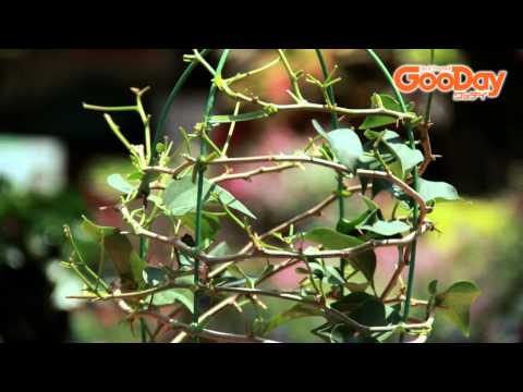 冬のブーゲンビリアの飼い方は？どこに置き、どのような越冬をすれば健康に保てますか？  庭園