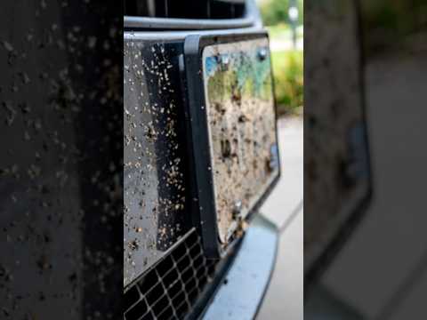 Феномен лобового стекла