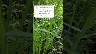Download lagu Flowering Lemongrass Tree #shorts mp3