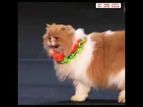Cat show