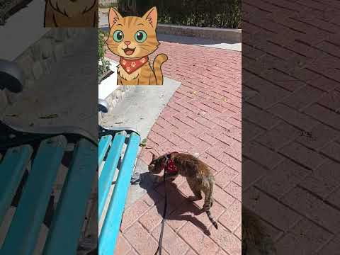 T1C1 PUEBLO DE MECAPACA #gatos #bolivia #lapaz_bolivia #cat #historia