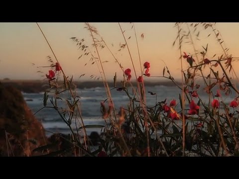 DJ Michael E / The Peddlers - On A Clear Day You Can See Forever   *k~kat chill café*