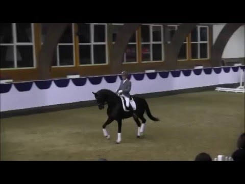 Livaldon auf der Hengstvorführung in Adelheidsdorf 2016