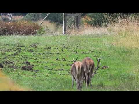 Brunfthirsch mit Tier und Kalb (1)