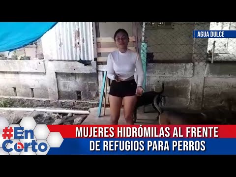 MUJERES HIDRÓMILAS AL FRENTE DE REFUGIOS PARA PERROS #EnCorto #NoticieroDigital #video