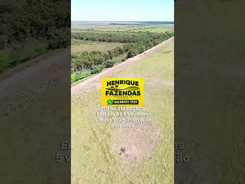 Fazenda no Tocantins #pecuarista #gado #agro #agricultura #lavoura