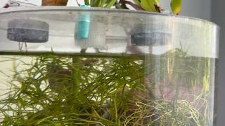 Least Killifish Feeding on Scuds