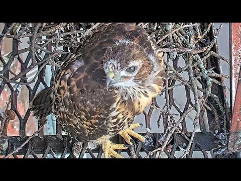 Red-Tailed Hawk Chick Makes Foray Towards Fledge Ledge On Exploratory Morning – June 4, 2024