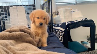 He doesn't like his owner sleeping Here is a grumpy puppy lol