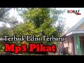 Pemikat Harus Punya Suara Pikat Burung Kecil Paling Top Edisi Terbaru