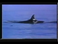 Free Willy 2 The Adventure Home Movie Trailer 1 1995