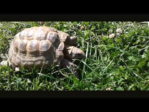 Spraw radość swojemu żółwiowi!