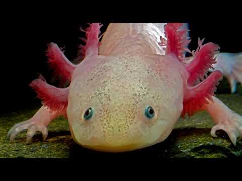 5 Eläintä Jotka Huijaavat Kuolemaa #2 | Avaruusolio Ja 500-vuotias Eläin?