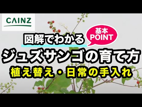 一般的なサンゴの木 植物