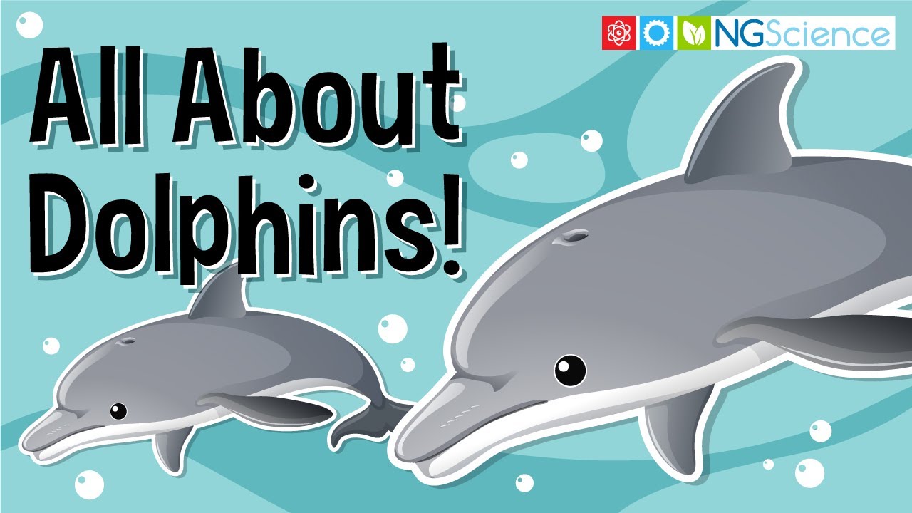 All About Dolphins!