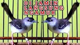 Download lagu DI JAMIN LANGSUNG NGAMUK ‼️ SUARA CIBLEK BETINA DAN CIBLEK JANTAN BIKIN EMOSI CIBLEK LAIN mp3 Download lagu DI JAMIN LANGSUNG NGAMUK ‼️ SUARA CIBLEK BETINA DAN CIBLEK JANTAN BIKIN EMOSI CIBLEK LAIN mp3