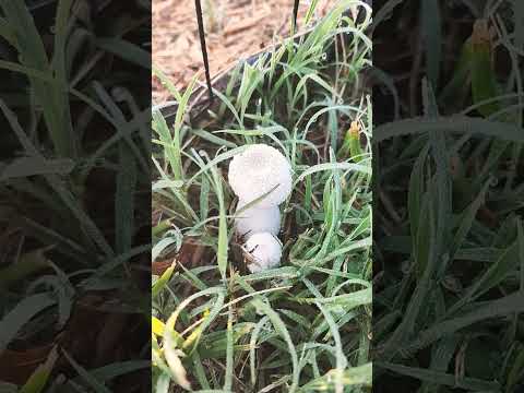 Exploring Puffball Mushrooms: Medicinal Benefits, Culinary Delights, and How to Cook & Enjoy