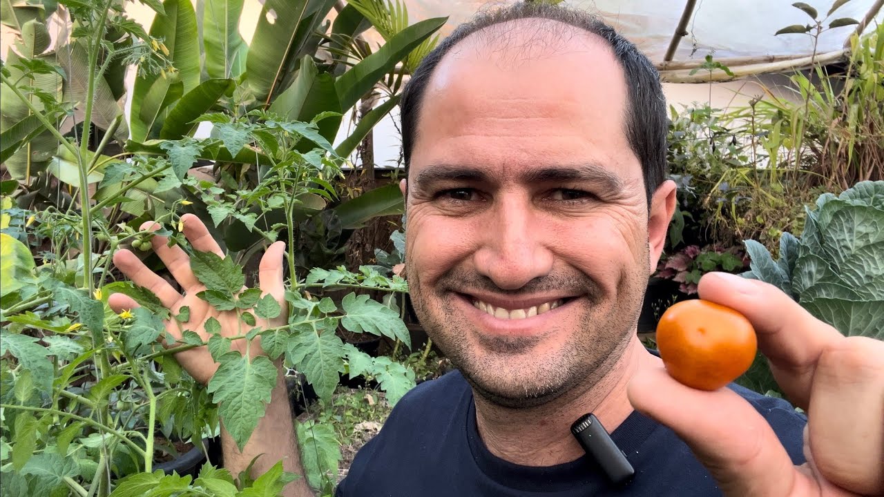 COMO PODAR E TUTORAR O TOMATINHO