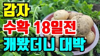 감자 굵어지는시기 이것만해주면 굵은감자 수확해요