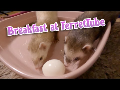 YouTube video about: Can ferrets eat boiled eggs?