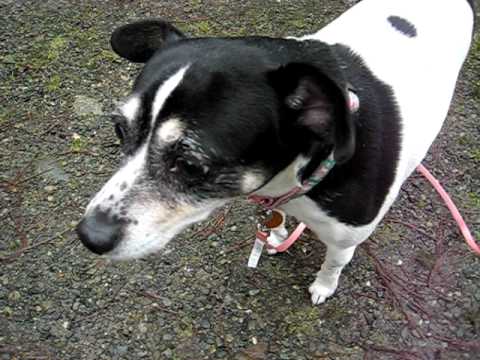 Molly - ADOPTED!, an adopted Rat Terrier in Redmond, WA_image-1