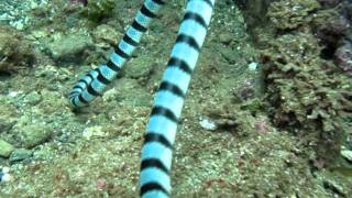 preview picture of video 'Banded Seasnake and juvenile moray eel taken at Claveria Lagoon Canyons Philippines'