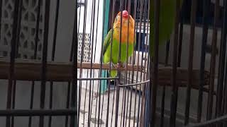 Download lagu masteran paud durasi ..bikin Lovebird balibu langsung nyaut mp3