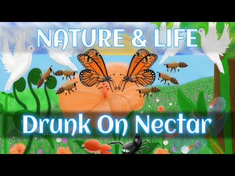 Просмотреть видео