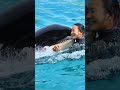 超ラブ ラブ ラブなラビーと匠 Hug And Kiss Shorts 鴨川シーワールド シャチ Kam
