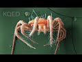 These Mites Rain Down To Save Your Strawberries Deep Look